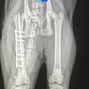 Owner information prior to orthopedic surgery