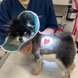 Wound Classification and Management